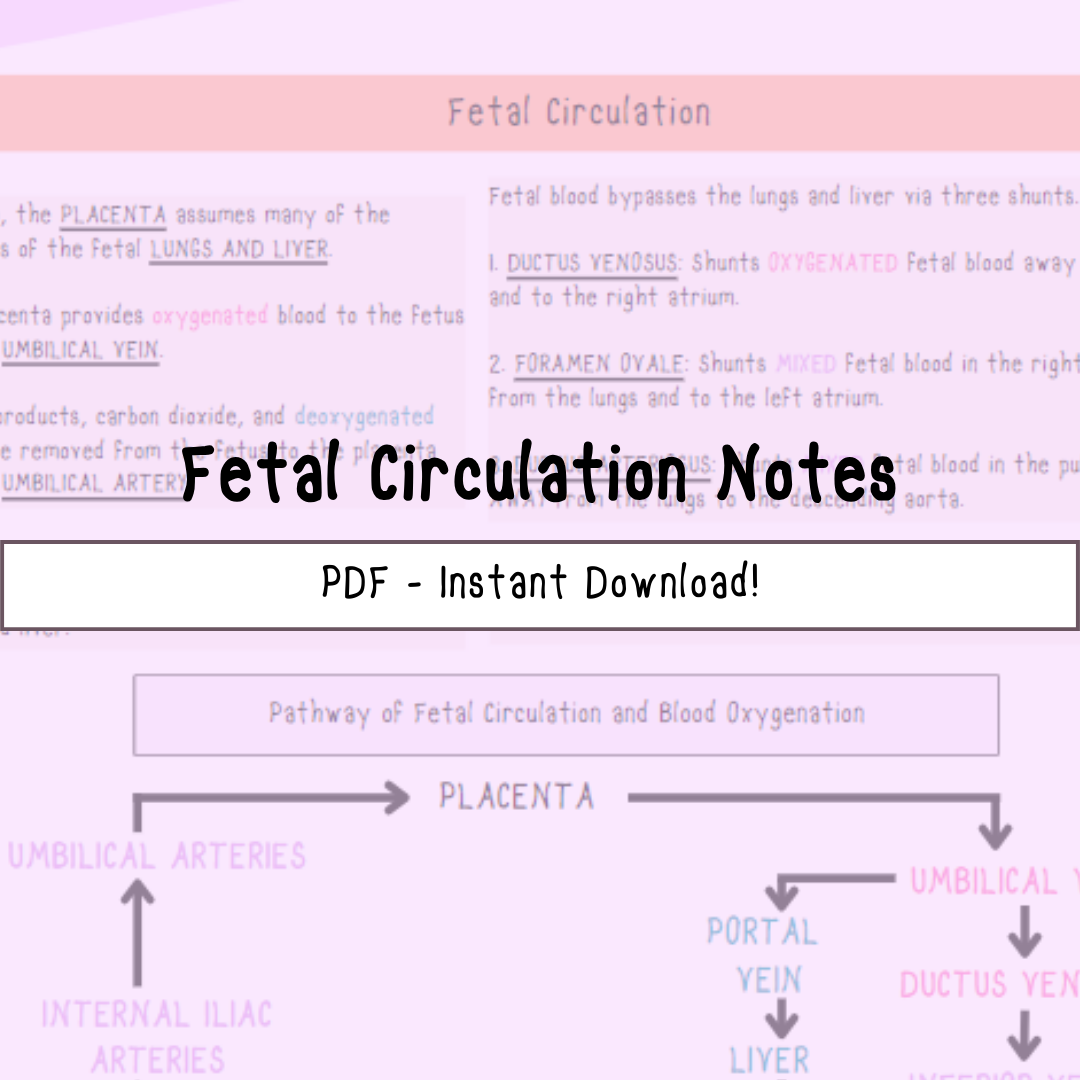 Fetal Circulation Notes | Visual Study Guides for Current and Future NICU Nurses