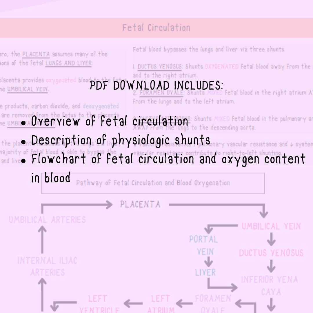 Fetal Circulation Notes | Visual Study Guides for Current and Future NICU Nurses